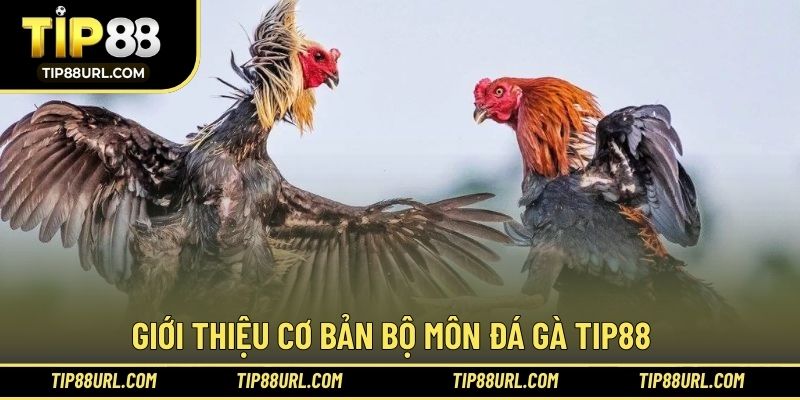 Cơ bản thông tin bộ môn thi đấu chiến kê ấn tượng