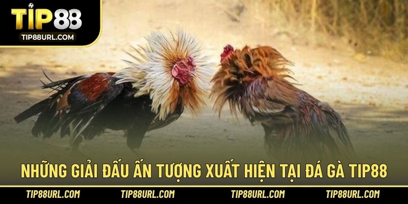 Đa dạng giải đấu hấp dẫn trong trải nghiệm thi đấu chiến kê